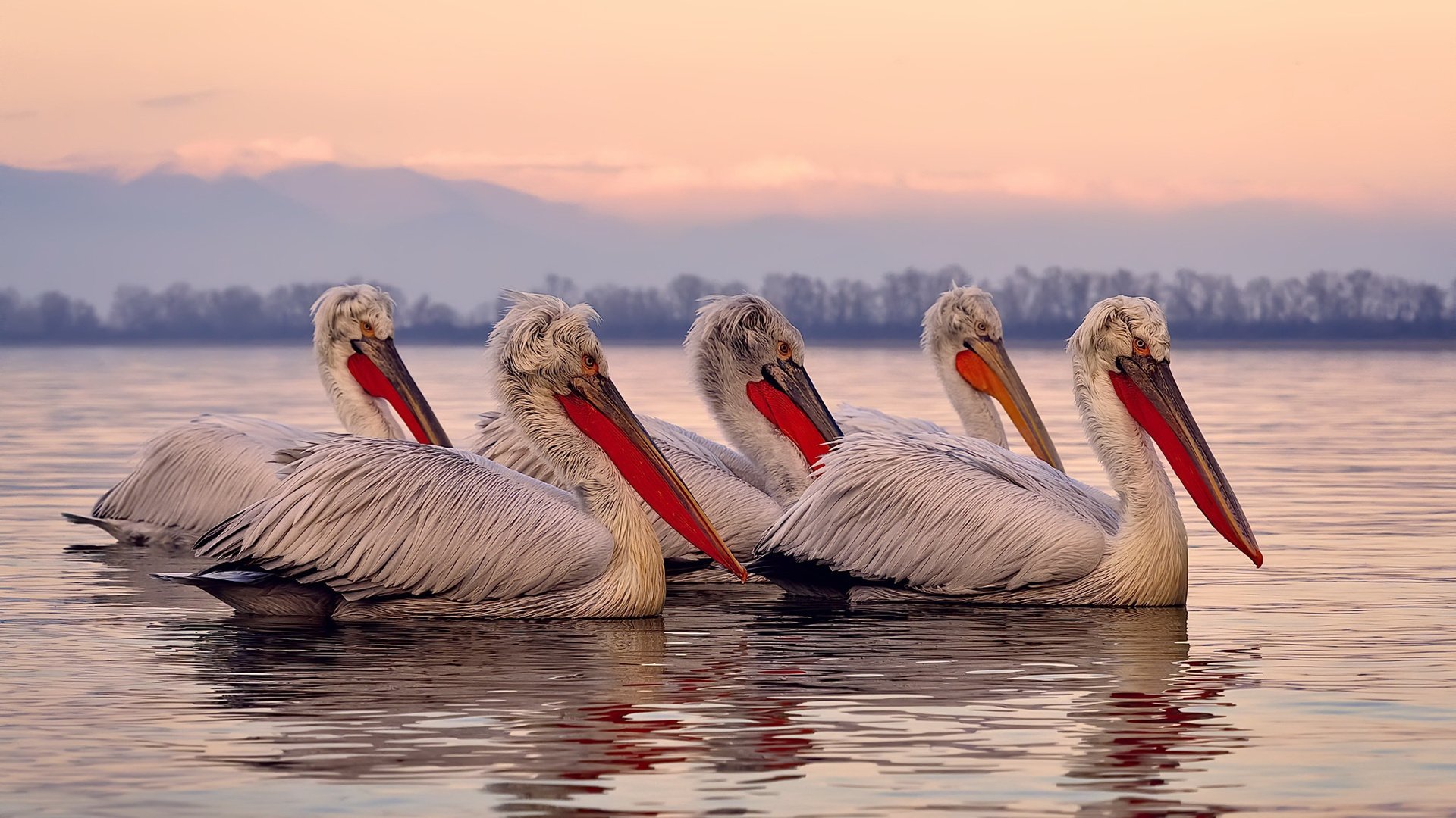 武切维奇率魔术力压灰熊，双雄血拼诠释篮球真谛