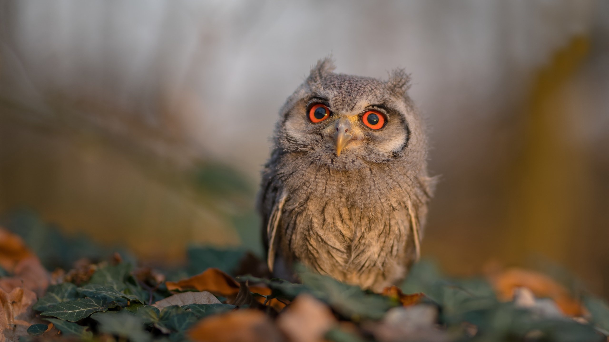 新疆风暴席卷达拉斯,当东方铁骑遇上德州牛仔,哈利伯顿如何化身关键先生?