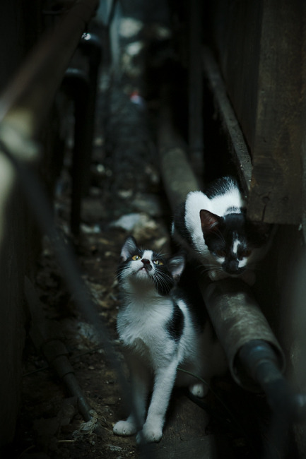 开云体育入口-卡塔尔血拼里昂激战落幕，佩德里满分评分闪耀足坛