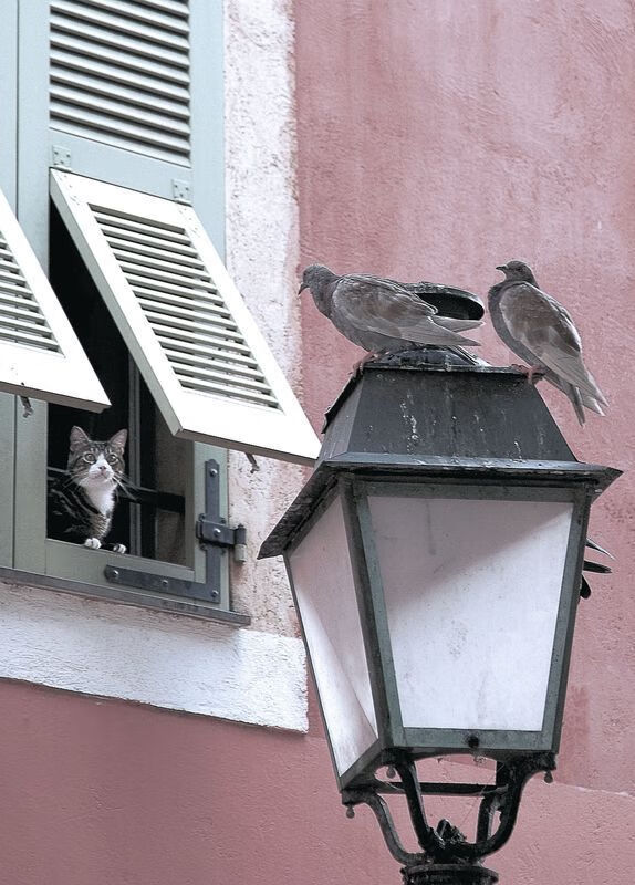 开云APP-加拿大收割乌拉圭，拉亚一锤定音，成关键先生闪耀赛场