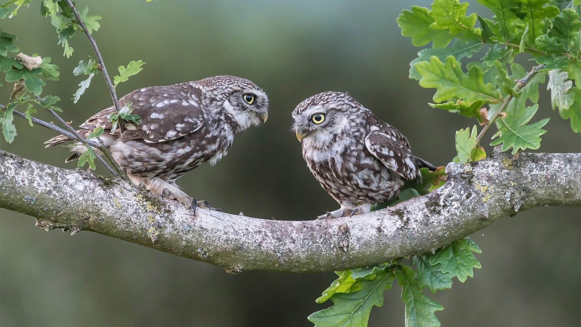 利刃出鞘，奥运前夜，布克于绝境中写下战神注脚
