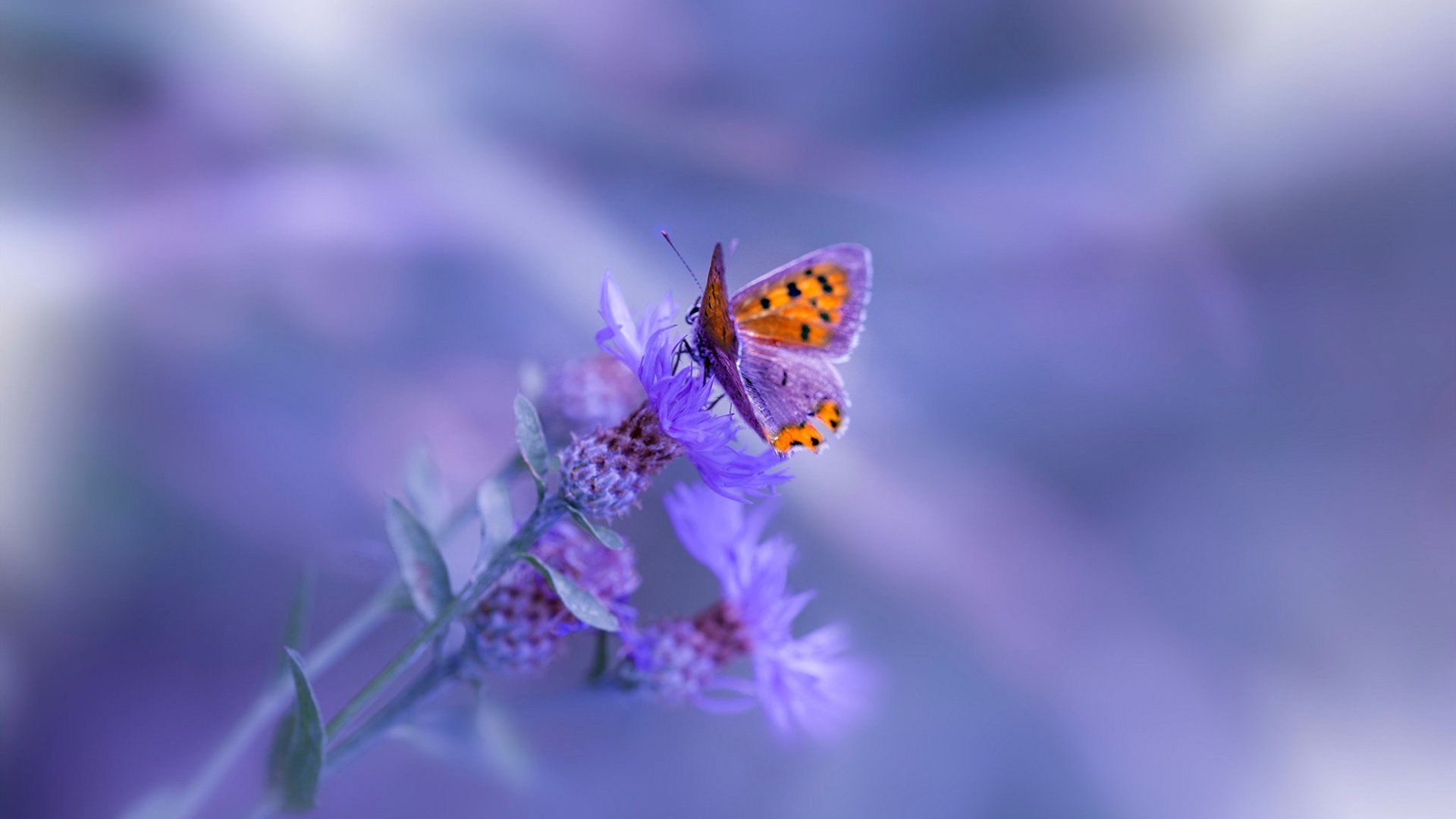 开云体育入口-中场新王引爆转会市场，加维进攻端无人可挡，墨西哥资本欲带走尤文猎物？