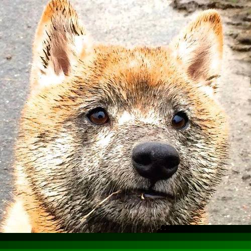 冰王座之上,武切维奇抢七夜的加冕