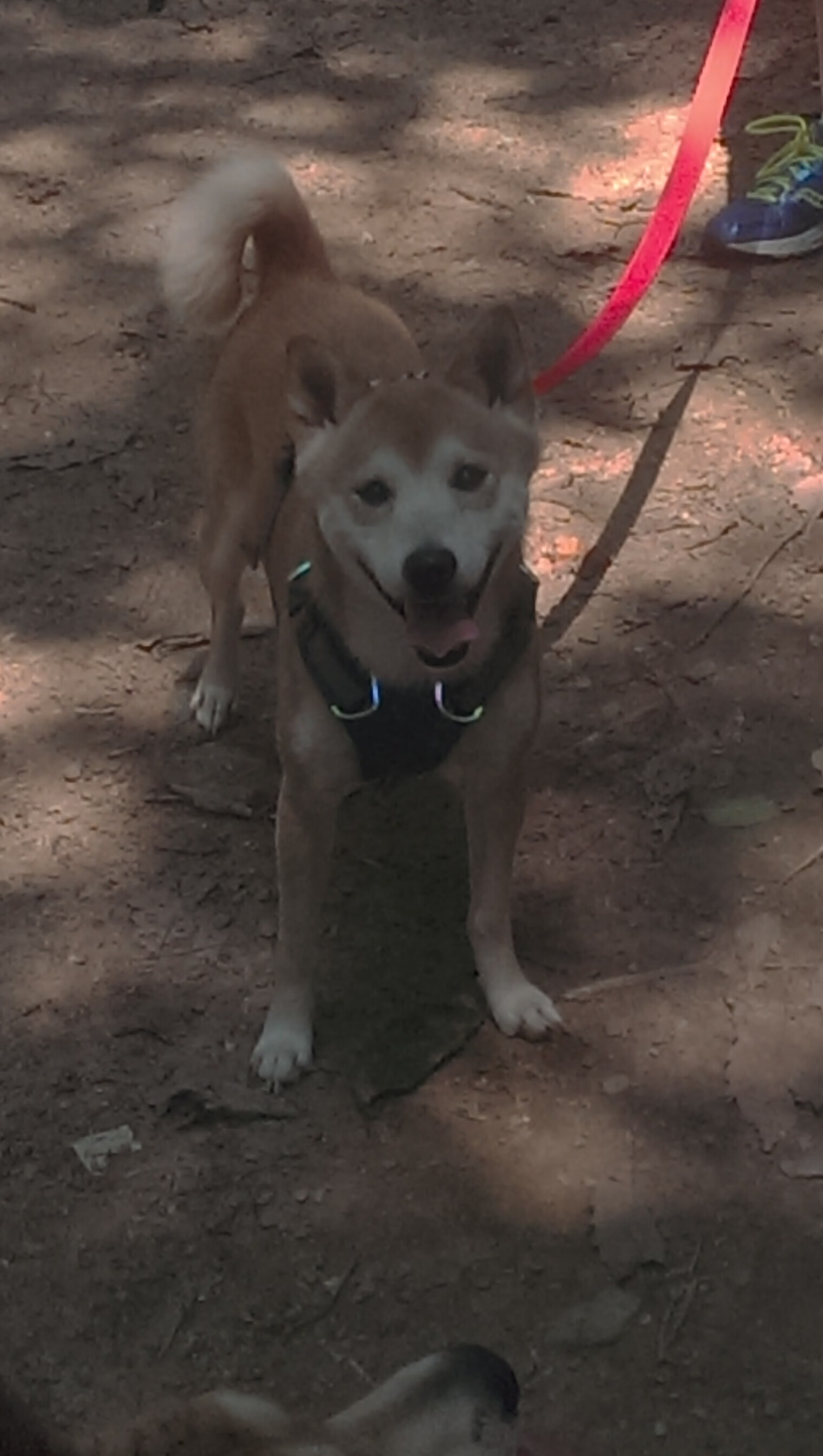 铁骨与流沙，波兰对阵卡塔尔，京多安破局时刻