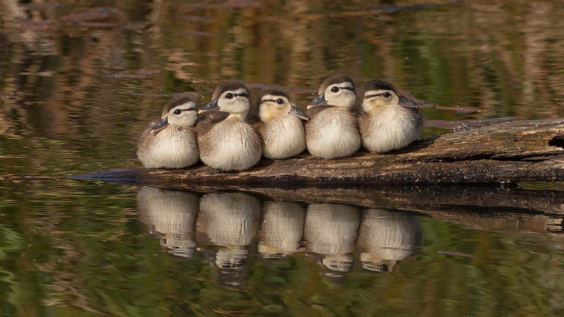 开云平台-改写命运一球，突尼斯烈日与NBA荧光下的英雄时刻