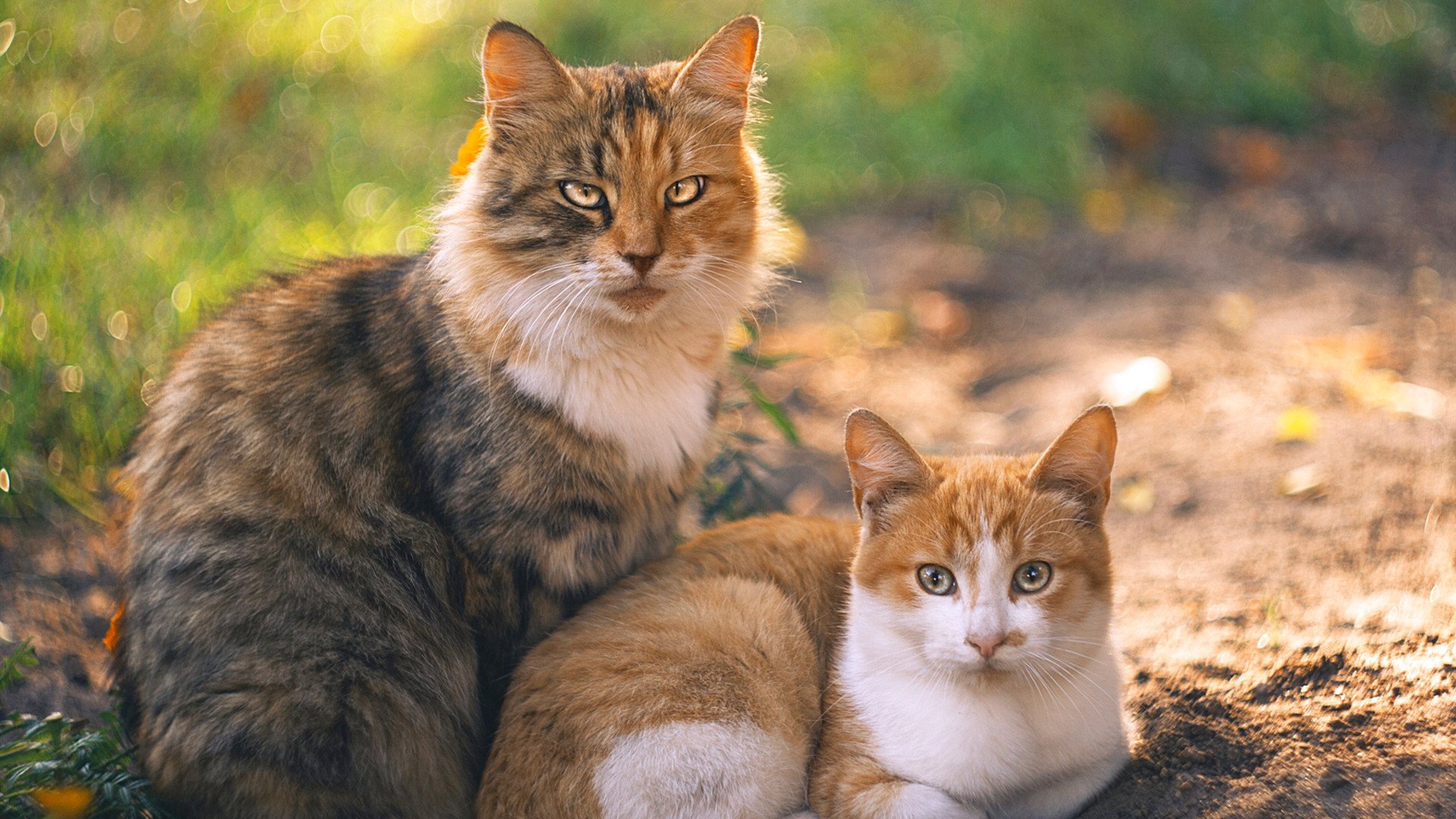 开云平台-铁血纪律与浪漫独舞，德国连续得分压制下，若日尼奥何以成为关键先生