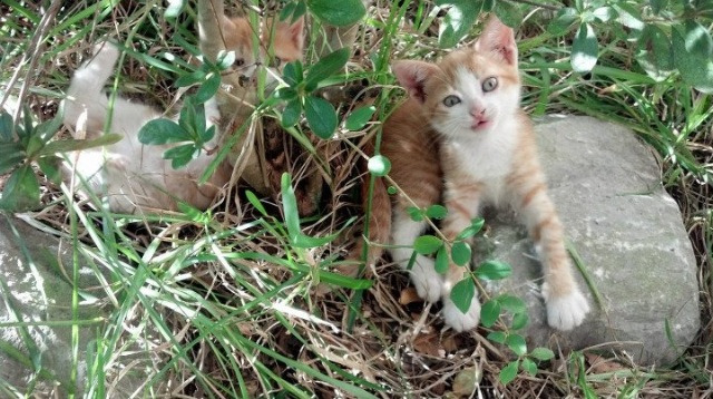独行侠对阵上海队，内线巨兽浓眉惊艳四座，东方之珠的震撼一课