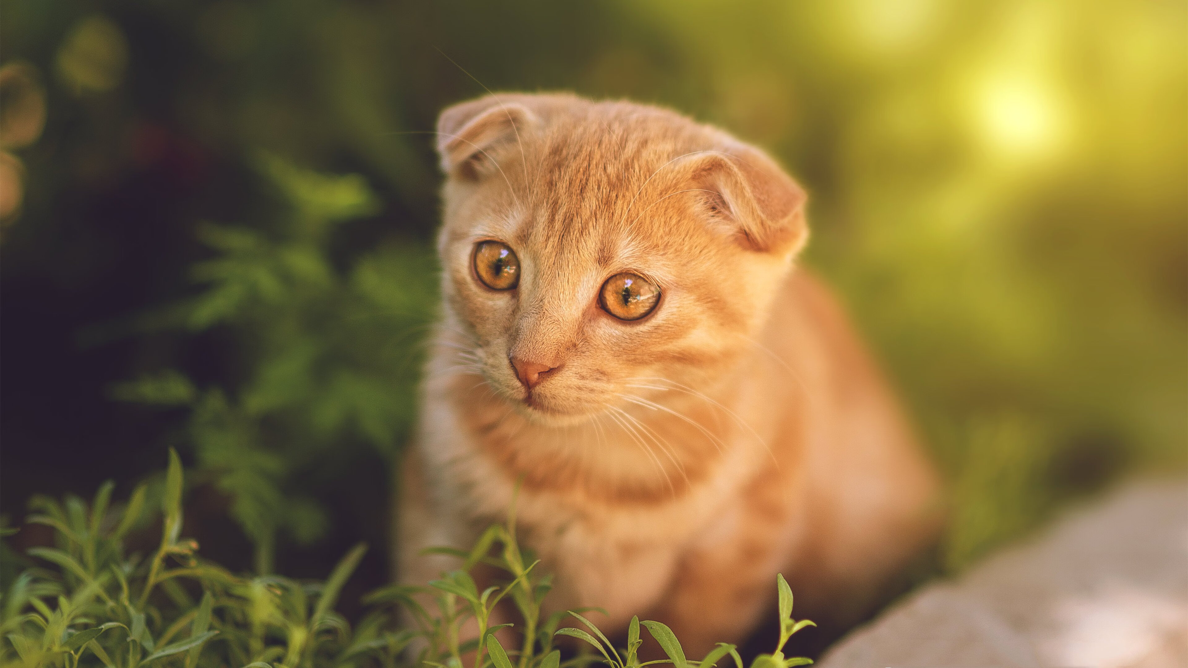 骑士提前终结悬念，德罗赞化身关键先生，一剑封喉森林狼