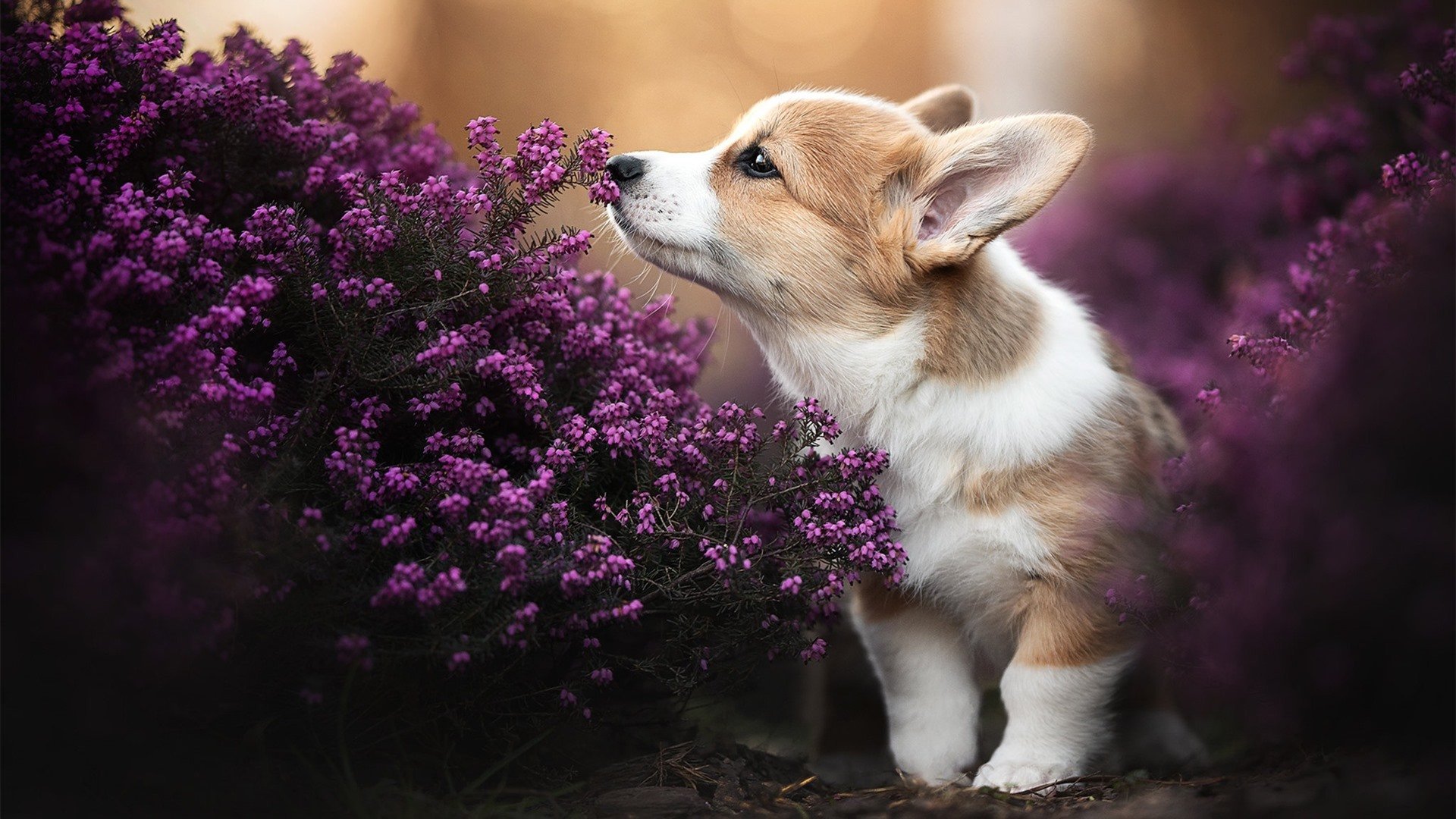 上海制造新疆迷雾，一场堪比欧冠决赛的战术封锁
