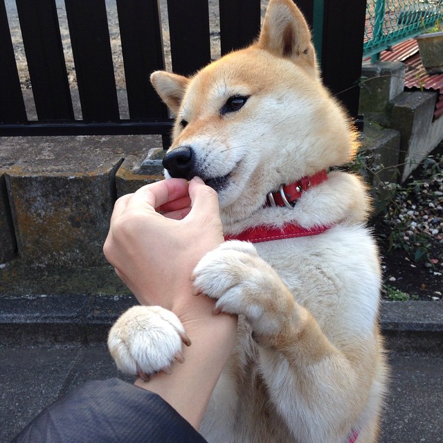 坎特，绿茵永不断电的城墙，喀麦隆用铁血碾碎比利时童话