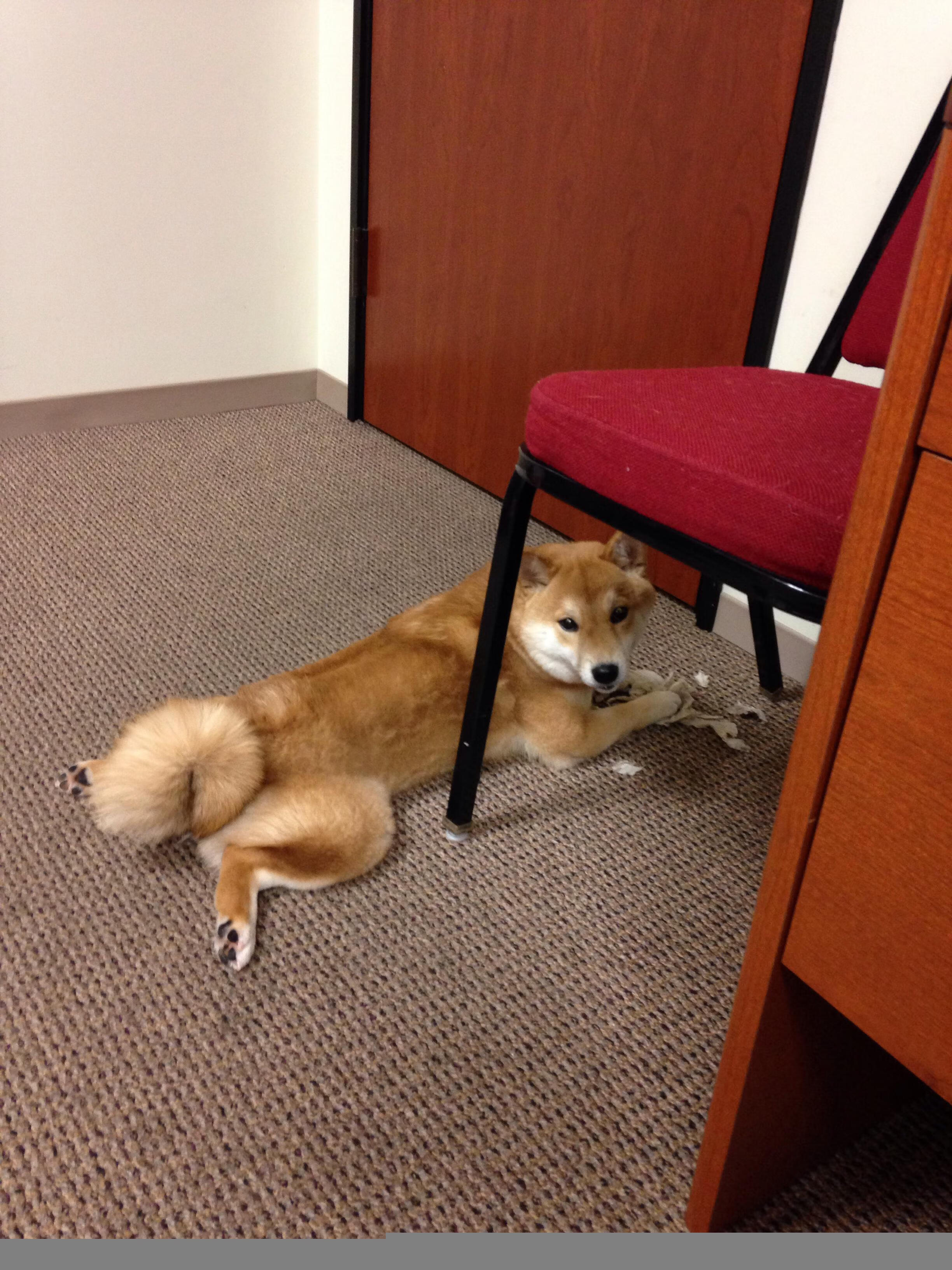 鹈鹕史诗级压制!总决赛G5力克马刺,系列赛占先机