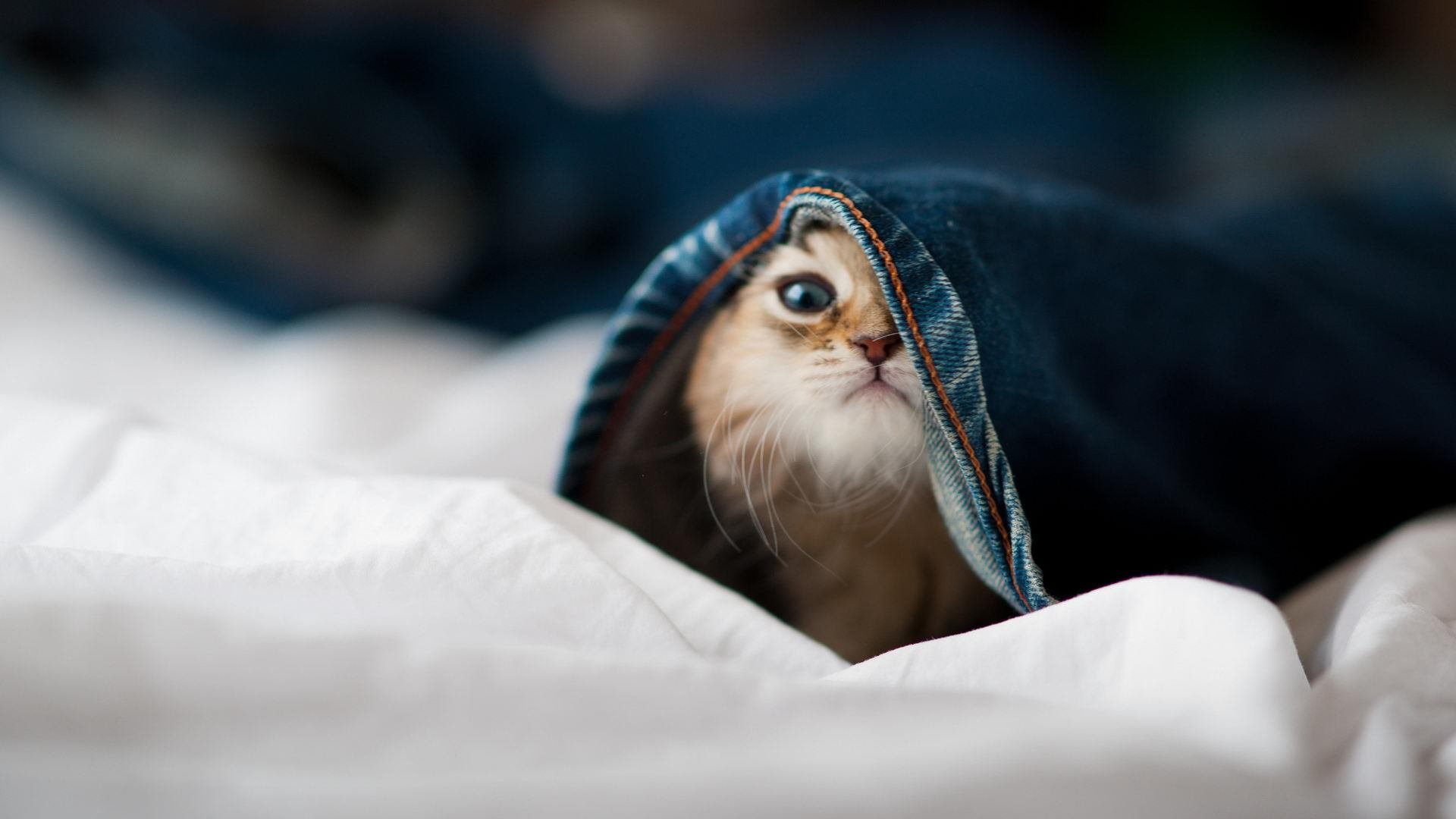 NBA季后赛之夜,罗德里防守端锁死对手,铸就钢铁防线