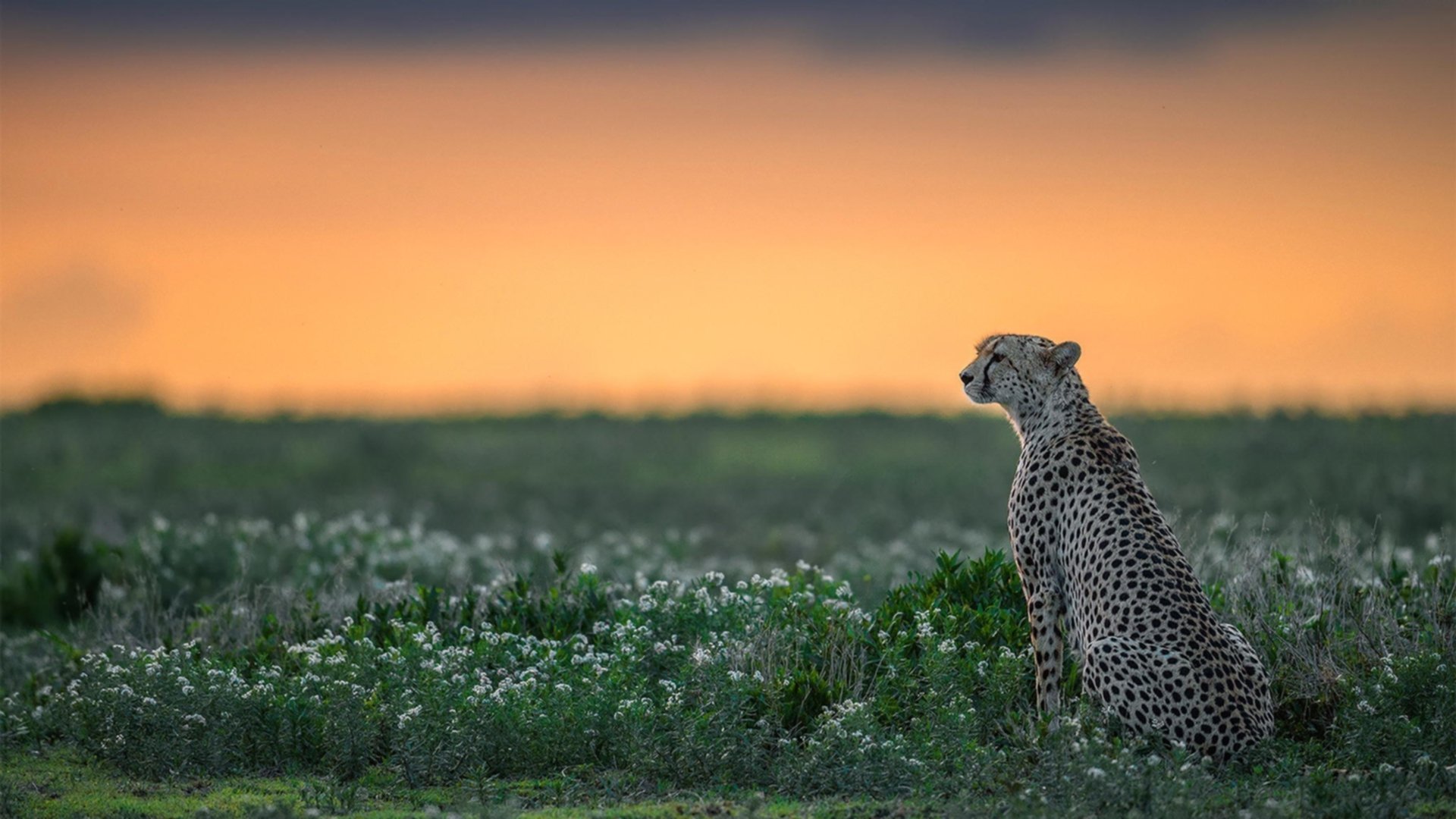 开云体育官网-速度与逆转，引擎轰鸣与终场绝杀的双重奏
