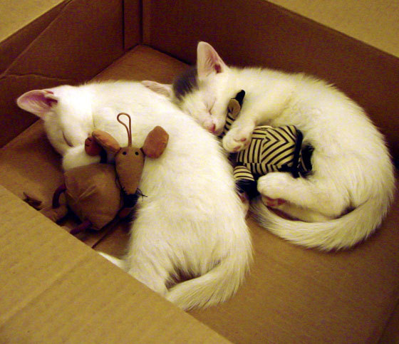 开云体育下载-神锋驭红黑，铁骑俯首—伊布统治级数据撕碎克罗地亚防线