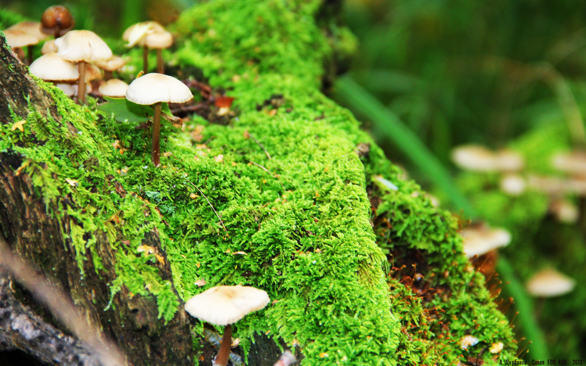 从控场大师到关键刺客，保罗这一战，为何让库里沉默、勇士体系颤抖？