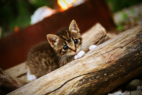 开云体育下载-曼城欧冠狂胜土耳其劲旅，阿坎吉化身关键先生定乾坤
