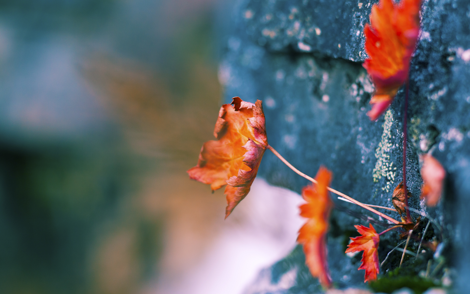 德罗赞嗜血时刻，森林狼关键战撕开骑士铁骑防线