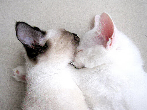 奇才末节逆转带走黄蜂，锡安东决关键战统治赛场